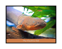 a Poster of The Electric Eel