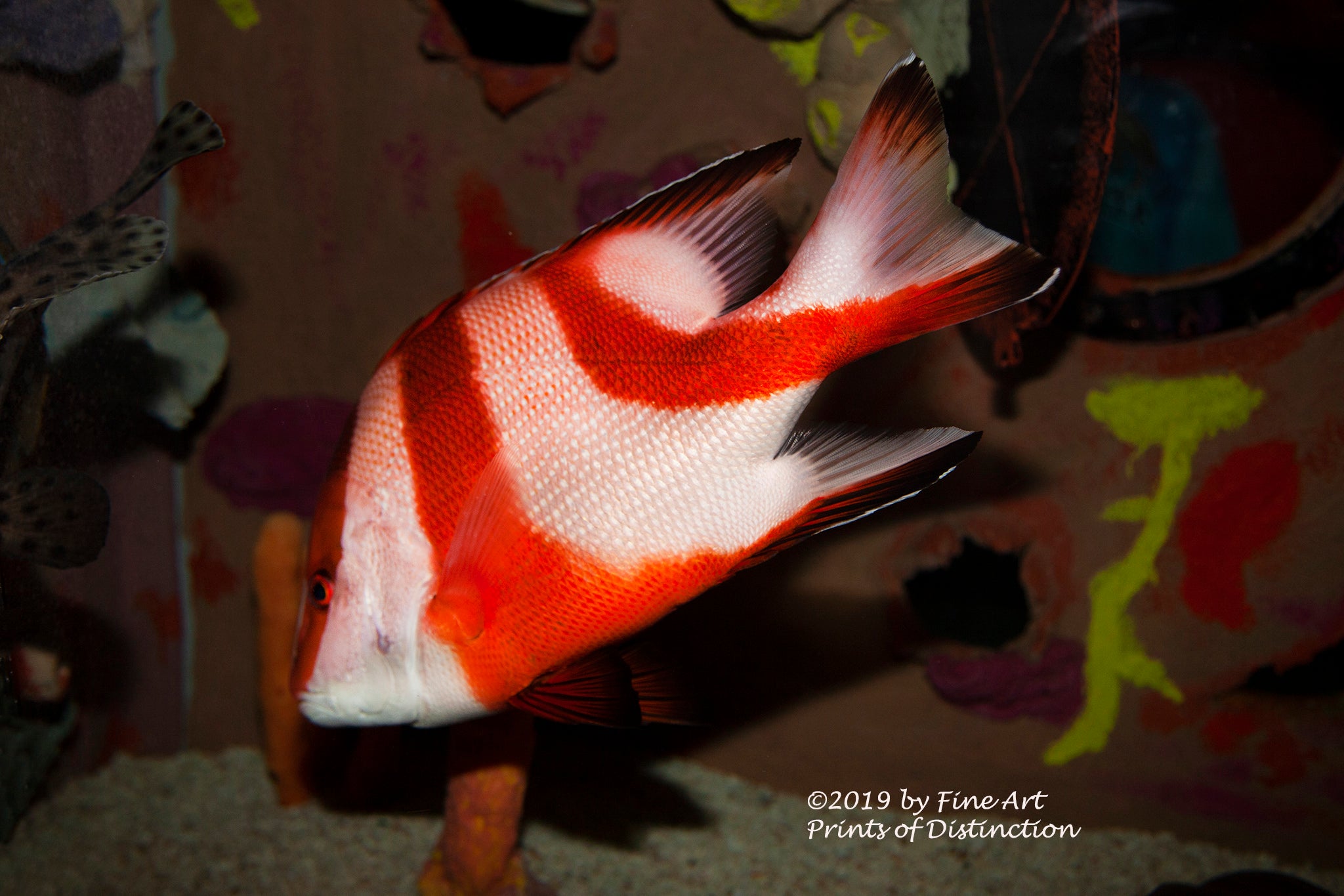 Emperer Snapper Emperor Red Snapper Fish art print | Brandywine General Store