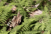 An art print of Ferns Growing Among Dead Logs on Forest Floor