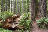 Ferns Growing in a Decayed Redwood Tree Art Print