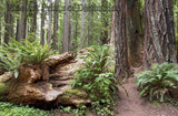 Ferns Growing in a Decayed Redwood Tree Art Print