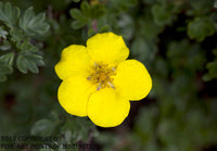 Floating Yellow Potentilla Bloom Art Print