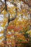 Forked Tree Among the Fall Leaves art print