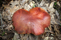 art print of Frost's Bolete large reddish brown much in dried leaves