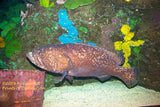 Art Print of a Giant Grouper Fish