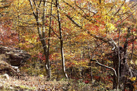 art print of a Gnarled Tree Trunk with a Rock Ledge in autumn
