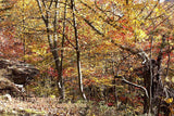 art print of a Gnarled Tree Trunk with a Rock Ledge in autumn