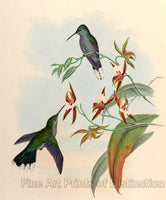 Campylopterus Latipennis Hummingbird painting by John Gould