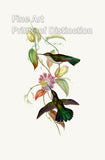 Art Print of the Campylopterus Obscurus Hummingbird by John Gould 