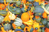 art print of Gourds in Yellows, Whites, Greens and Orange and all shapes