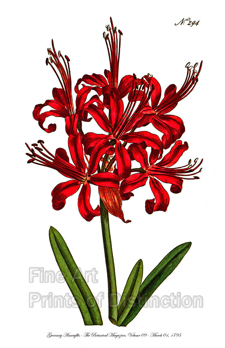 Botanical art Print of the Guernsey Amaryllis with large red bloom