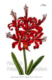 Botanical art Print of the Guernsey Amaryllis with large red bloom