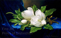 archival art Print of Giant Magnolias on Blue Velvet Cloth painted by Martin Johnson Heade