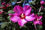 A Botanical Art Print of Hibiscus Single Dark Pink Rose of Sharon Bloom