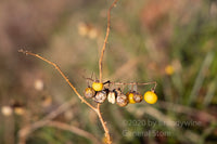 A wishbone shaped stalk of Horse Nettle weed with dead and yellow fruits art print