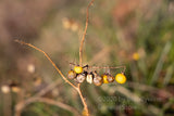 A wishbone shaped stalk of Horse Nettle weed with dead and yellow fruits art print