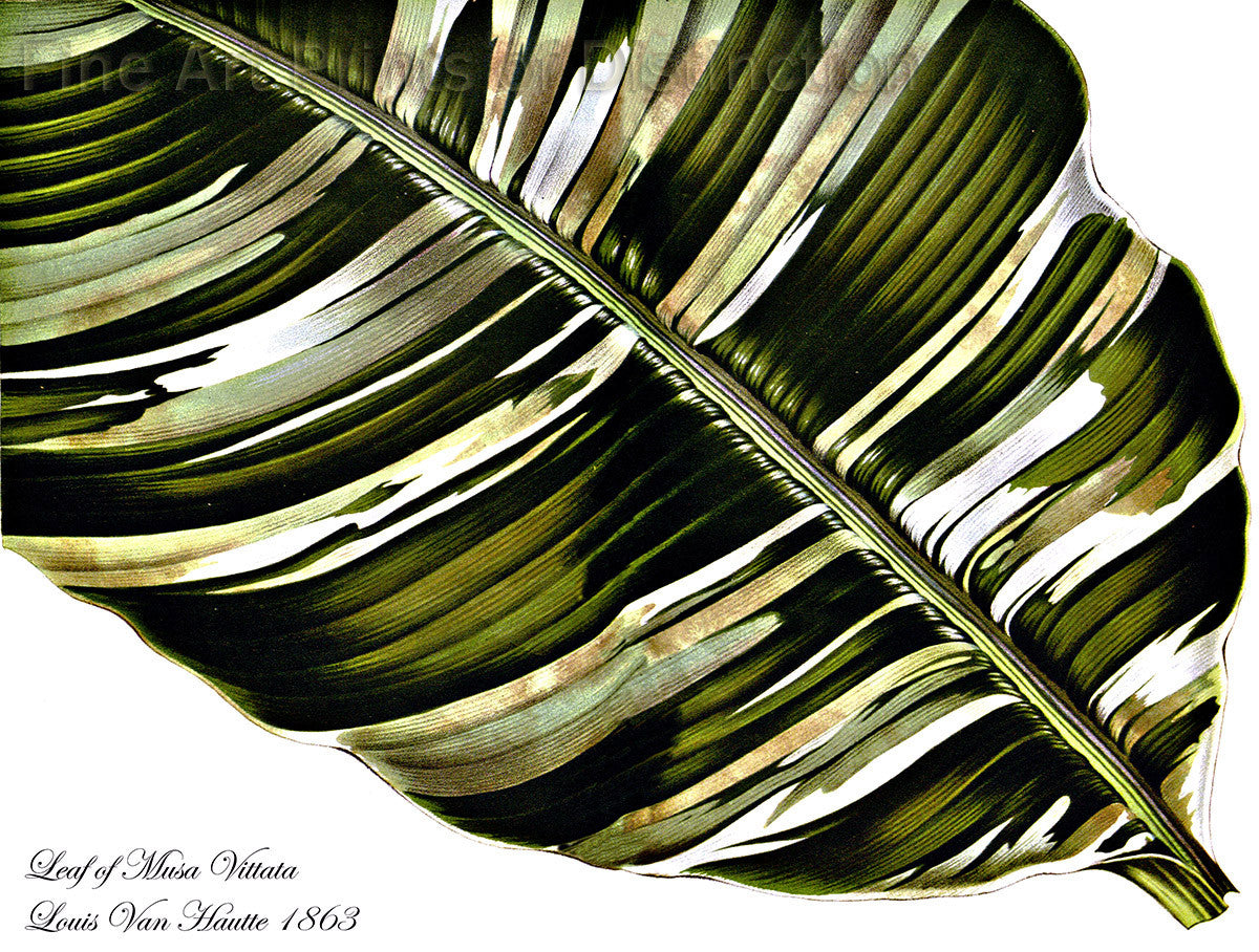 art print of the Banana Leaf from the Musa Vittata Tree by Louis Van Houtte