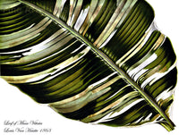 art print of the Banana Leaf from the Musa Vittata Tree by Louis Van Houtte