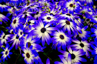 Ice Plants with Purple and White Blooms Premium Botanical Print