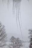 Icicles Framed in the Trees Art Print