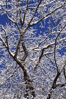 Icy Branches of oak tree in a Deep Blue Sky Art Print