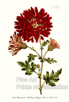 Botanical art print of an Indian Chrysanthemum flower from Curtis Botanical Magazine