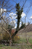 Ivy Tree and Blooming Bushes Art Print