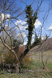 Ivy Tree and Blooming Bushes Art Print