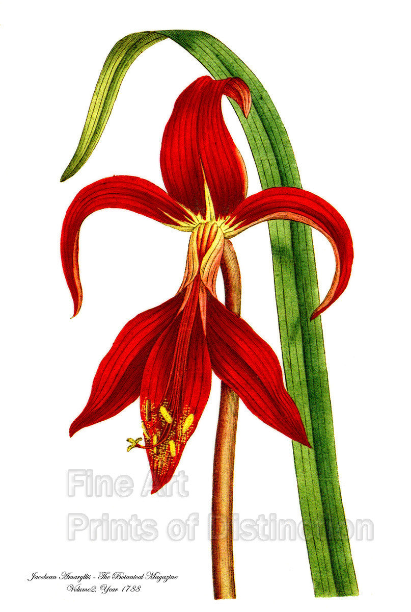 archival Botanical art Print of the Jacobean Amaryllis from Curtis Botanical Magazine in fiery red