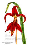 archival Botanical art Print of the Jacobean Amaryllis from Curtis Botanical Magazine in fiery red