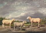 Art Print of Ryelands Sheep, The King's Ram, The King's Ewe and Lord Somerville's Wether by James Ward