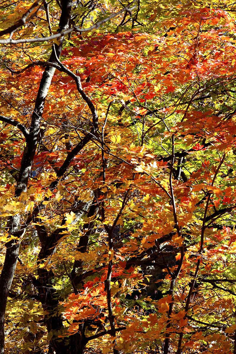 art print of Fall Kaleidoscope of Colors showing dark branches intertwined with fiery red fall leaves