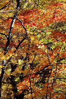 art print of Fall Kaleidoscope of Colors showing dark branches intertwined with fiery red fall leaves