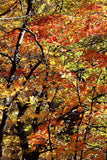 art print of Fall Kaleidoscope of Colors showing dark branches intertwined with fiery red fall leaves