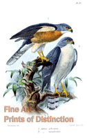 Art Print of Accipiter Soloensis or Chinese Goshawk by John Gerrard Keulemans
