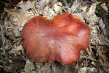 Large Red Leatherback Mushroom found on mountain top Art Print