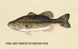 art Print of a Large Mouth Bass