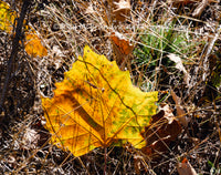 art print of a Large Translucent Yellow Leaf