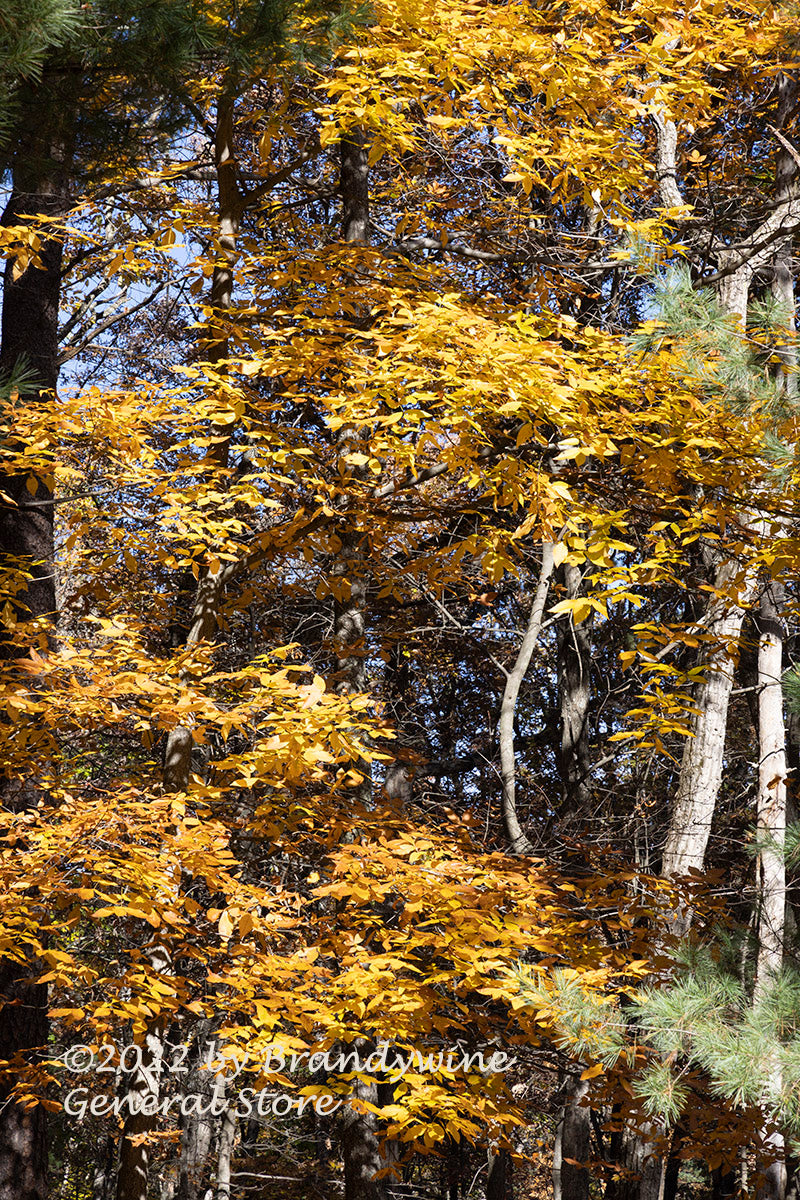 An archival art print of Layers of Hickory Yellow with Green Corners