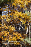 An archival art print of Layers of Hickory Yellow with Green Corners