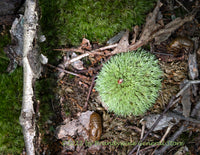art print of locust shells and green ball of pincushion moss on forest floor