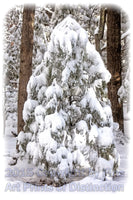 Christmas Tree Pine in the Woods under a heavy blanket of snow Art Print