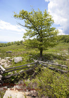 art print of lone tree by rail fence corner on mountain top