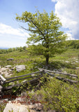 art print of lone tree by rail fence corner on mountain top