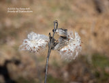 a botanical print of Milkweed pair of Open Seed Pods