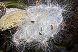 art print of Milkweed Plant Spinning Silk in the autumn season