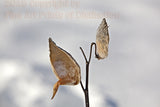 art print Milkweed Seed Pods in the Deep Snow