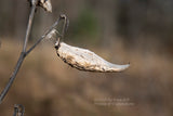 An archival botanical art print of Milkweed Pod Seed not yet Open.