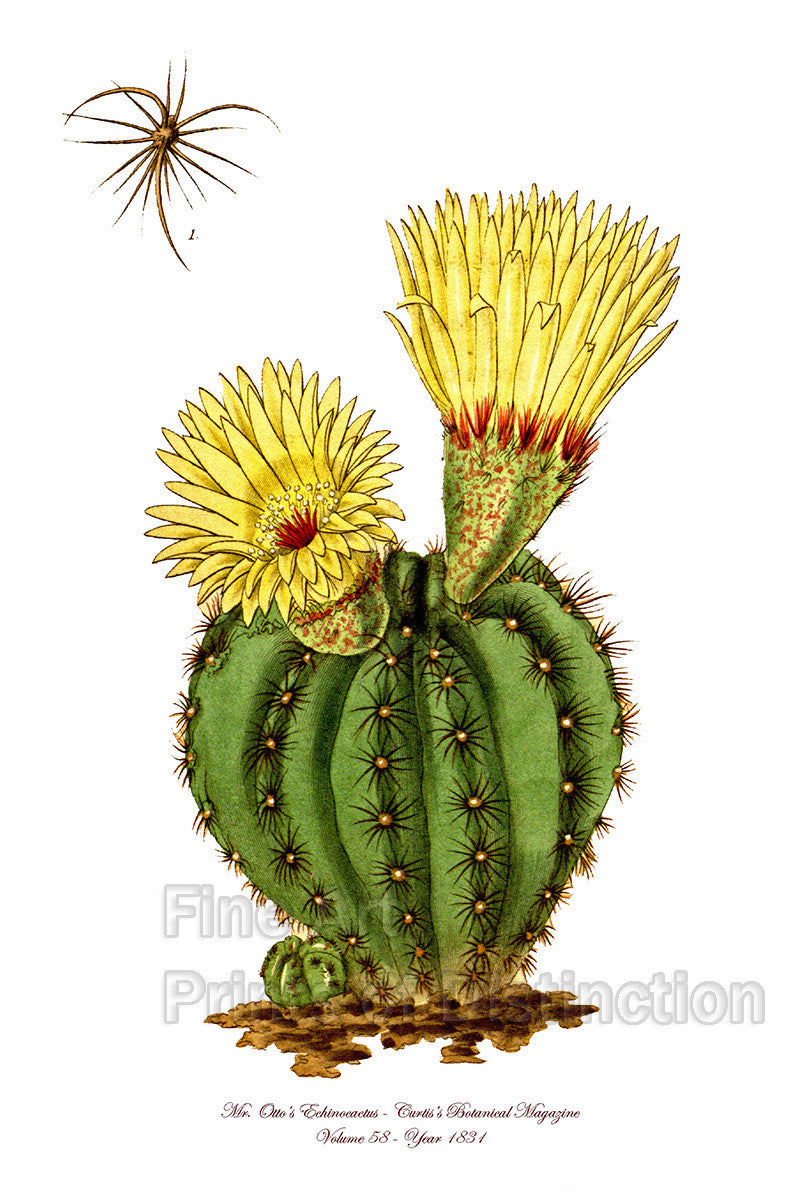 Mr. Otto's Cactus from Curtis Botanical Magazine with 2 large yellow blooms