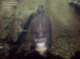 art Print of a Pacu Fish with Eyes Wide Open